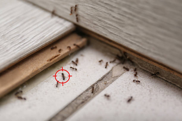 Best Local Pest Control Services  in New Paris, OH