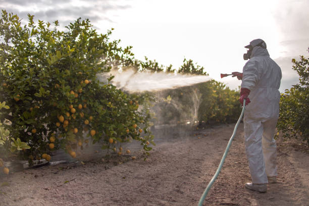 Best Affordable Pest Control Services  in New Paris, OH