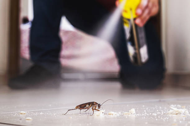Best Pest Control Near Me  in New Paris, OH
