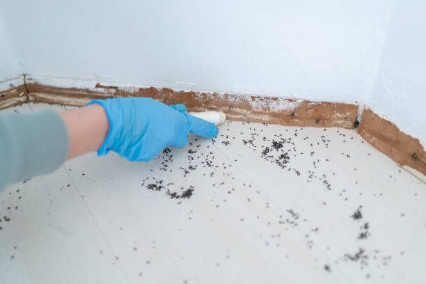 Best Flea Control Services  in New Paris, OH