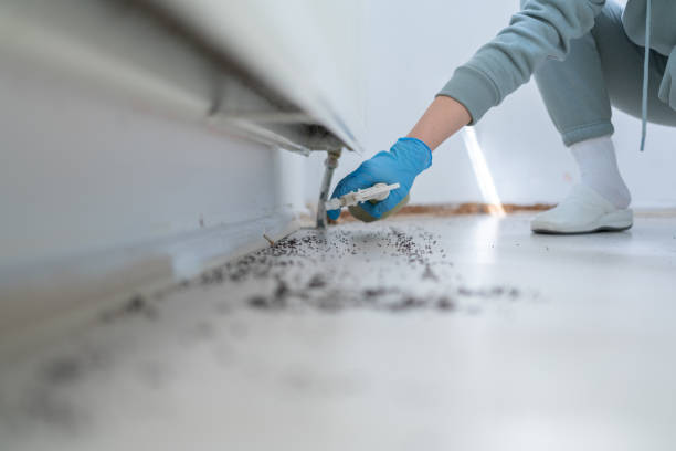 Best Affordable Pest Control Services  in New Paris, OH